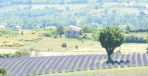 lavender farm