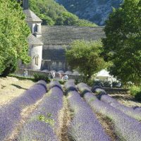 Senanque Abbey lavender rows Senanque Abbey lavender rows