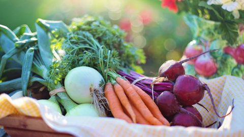 healthy nutrition begins with vegetables